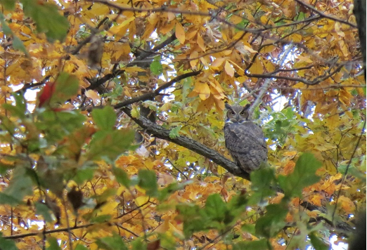 An image of a great horned owl. Credit: Aimee Arent, Friends of Ottawa National Wildlife Refuge