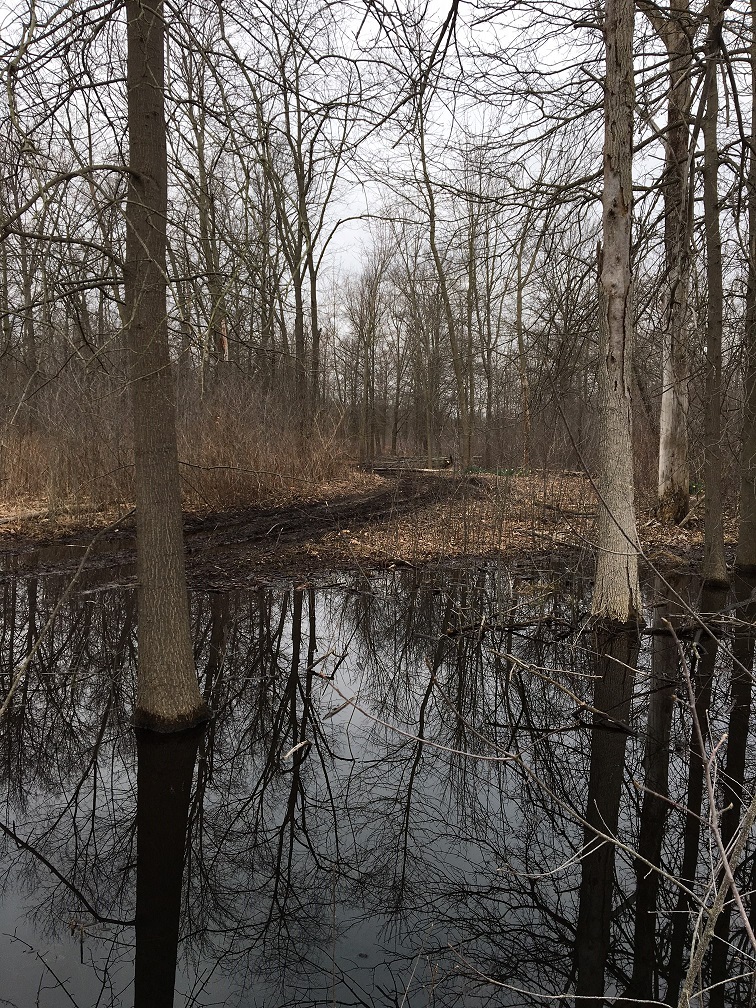 Oak Openings project site. View of site after final tras cleanup on 4-18-2018. Credit: Metroparks Toledo.