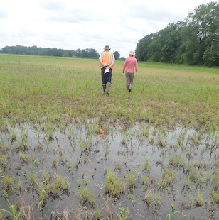 Two people walk through the Sandhill Crane Wetlands area. Credit Mad Scientists Associates, LLC.